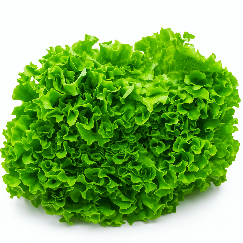 LECHUGA BATAVIA