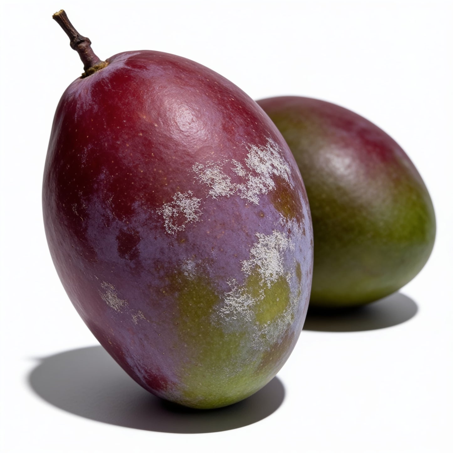 mango osteen fresco a domicilio – Frutisano