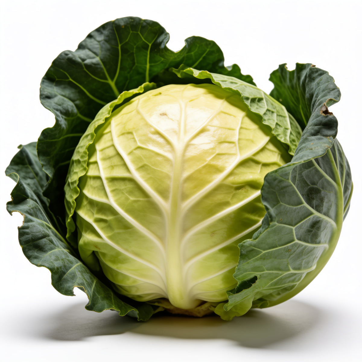 Repollo a domicilio – Frutisano