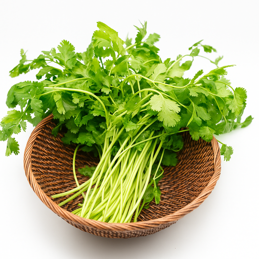 CILANTRO
