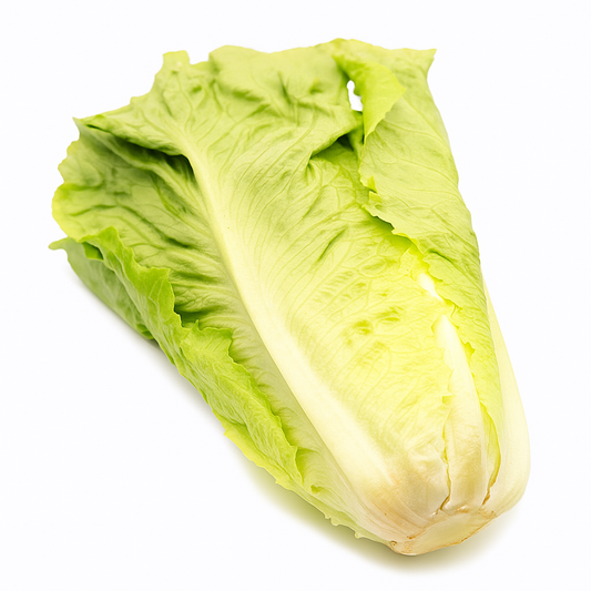 LECHUGA ROMANA