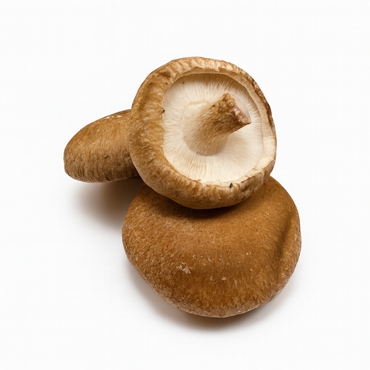 SETAS SHIITAKE