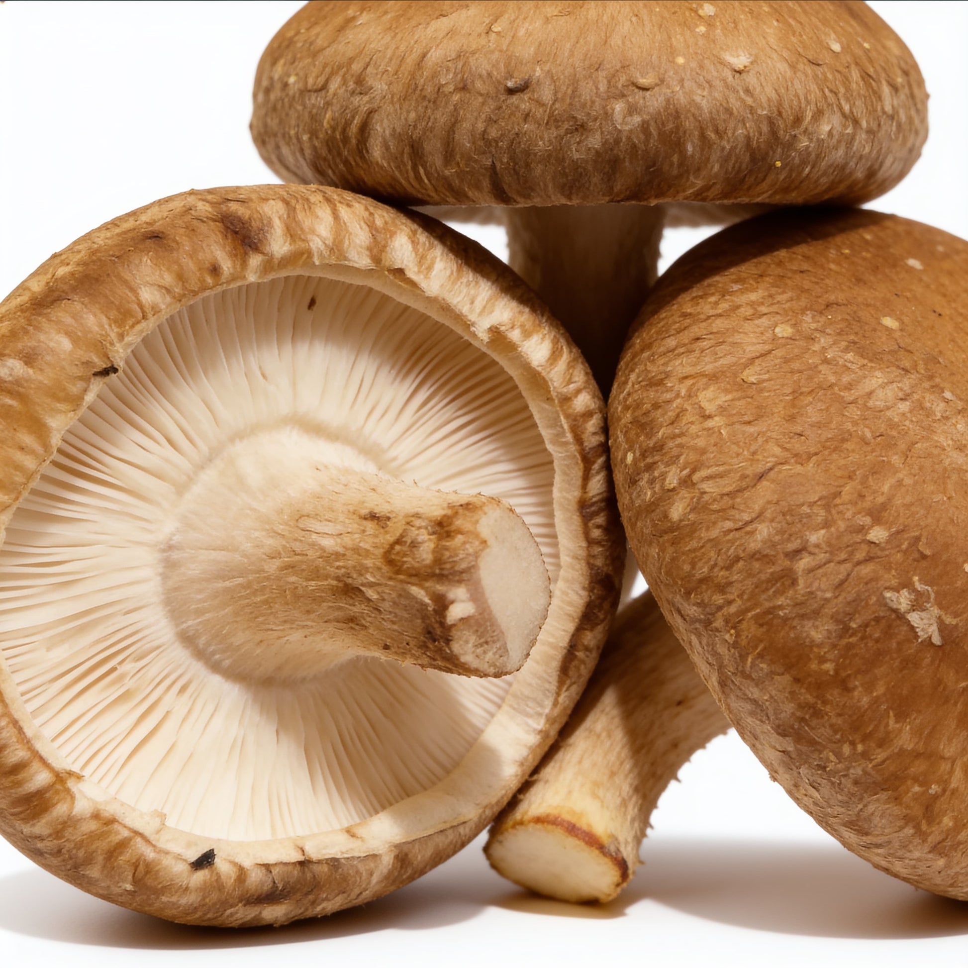 setas shiitake frescas a domicilio – Frutisano